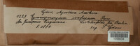 Gymnosporangium confusum image